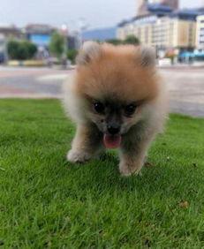 博美犬可以吃哈密瓜