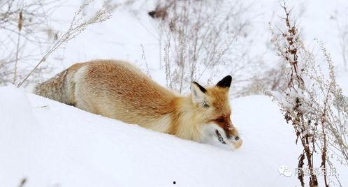 小狐狸在吃瓜,小狐狸的夏日吃瓜趣事