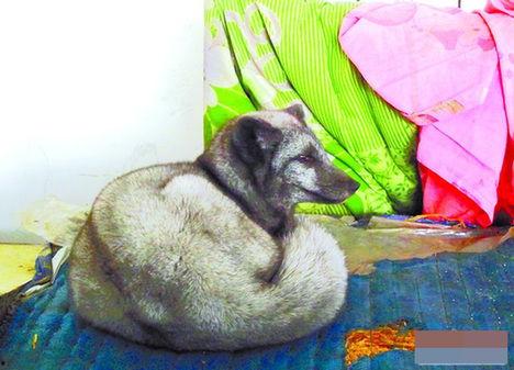 小狐狸在吃瓜,小狐狸的夏日吃瓜趣事