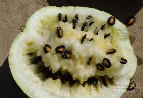 籽瓜种可以吃吗,美味可口的食用新选择