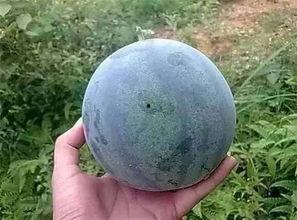 籽瓜种可以吃吗,美味可口的食用新选择