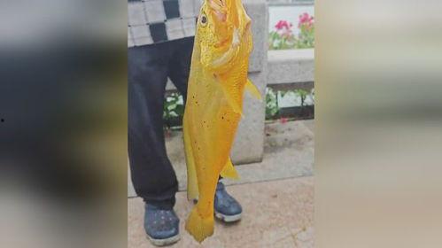 大爷拍照吃瓜视频,揭秘街头美食背后的故事