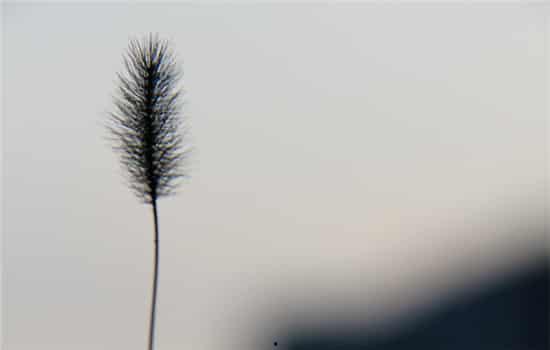 梦见坟墓吃瓜,坟墓旁的瓜果盛宴