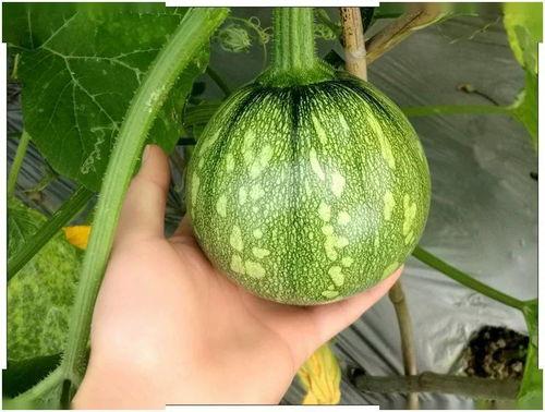 小拉拉吃瓜,揭秘娱乐圈那些不为人知的幕后故事