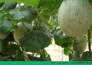 哺乳期吃哈密瓜会胖吗,增胖还是健康选择？