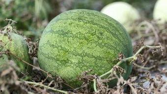 兰州最近的吃瓜,最新吃瓜指南速览