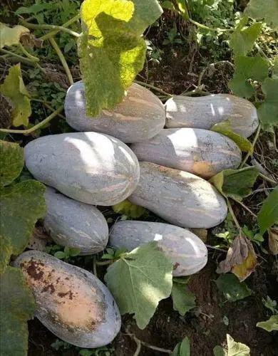 甘肃陇南微县吃瓜,甘肃陇南的甜蜜诱惑