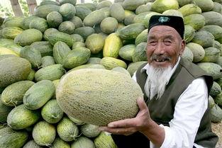 瓜田吃哈密瓜,哈密瓜的甜蜜诱惑