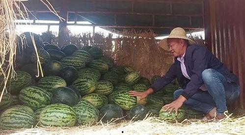 阜宁山阳吃瓜群众,吃瓜群众的热闹夏日